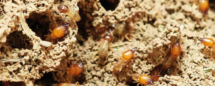 termite control mornington