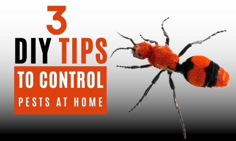 3 DIY Tips to Control Pests at Home