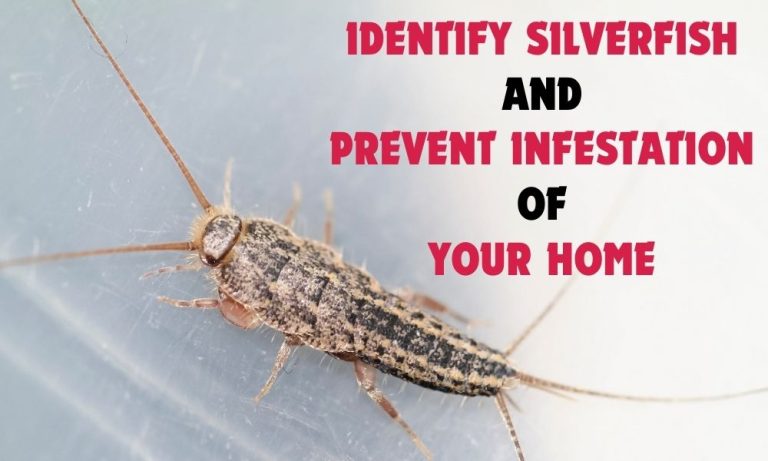 Identify Silverfish And Prevent Infestation Of Your Home
