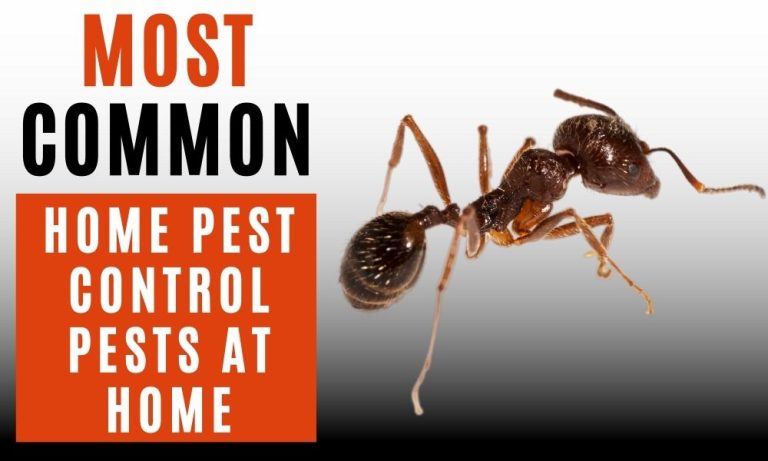 Most Common Home Pest Control Mistakes You Need To Know