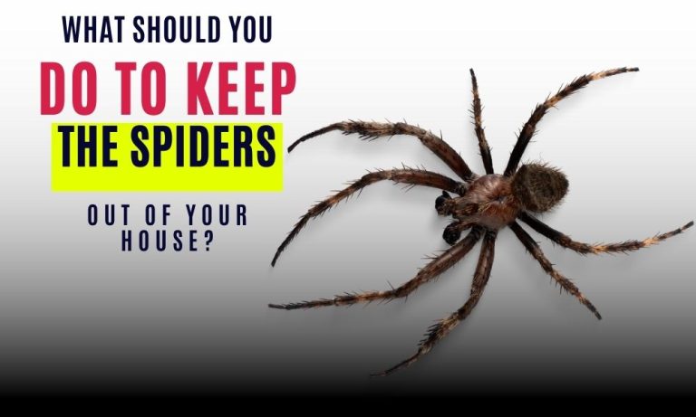 What Should You Do To Keep the Spiders out of Your House